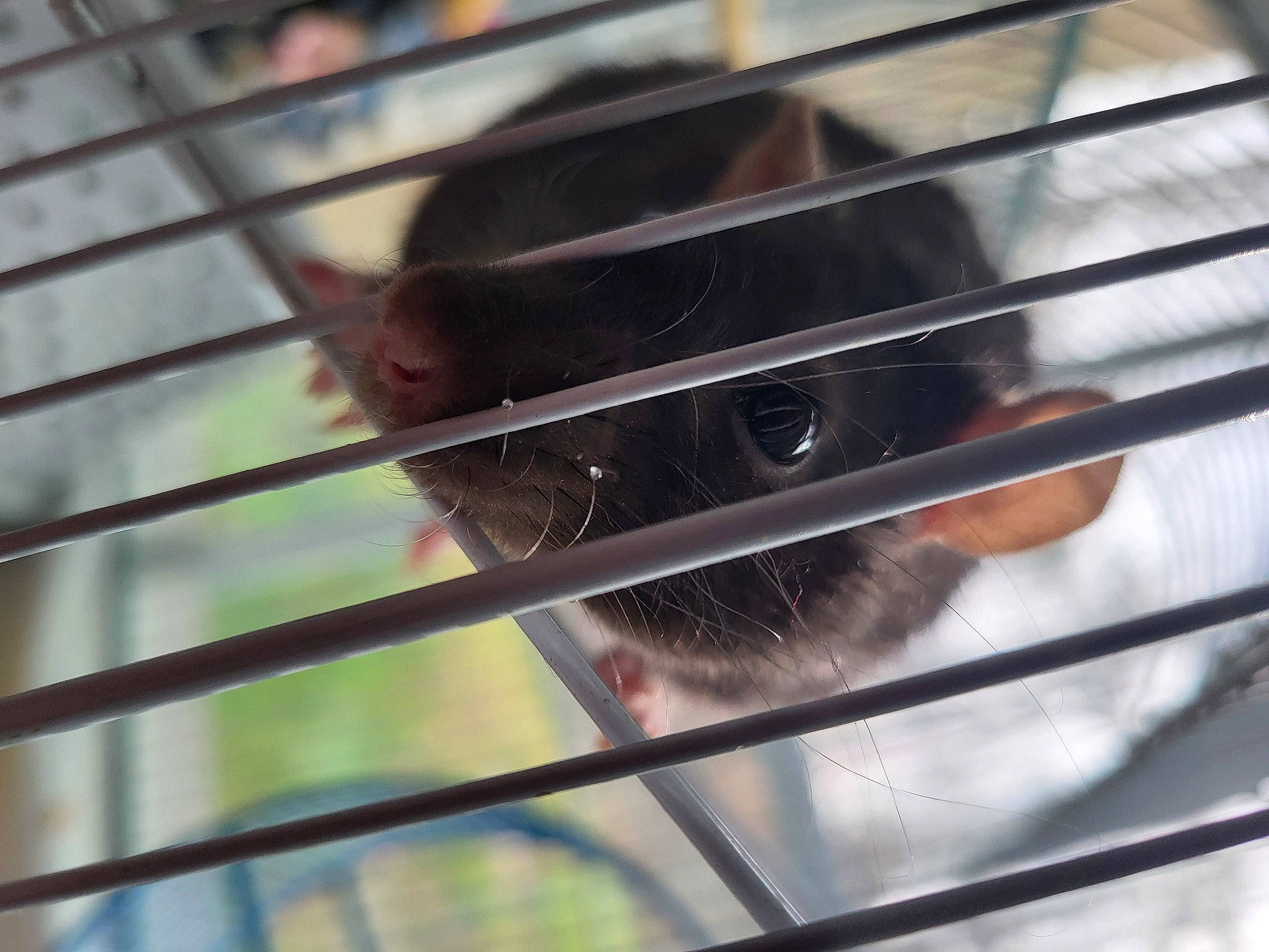 Rexx The Rat joined the competition — help win amazing prizes! animal_shelter, cage, composite_material, fawn, fur, line, mesh, metal, mouse, muroidea, pet_supply, rat, rodent, snout, steel, tail, terrestrial_animal, whiskers, wildlife, wood