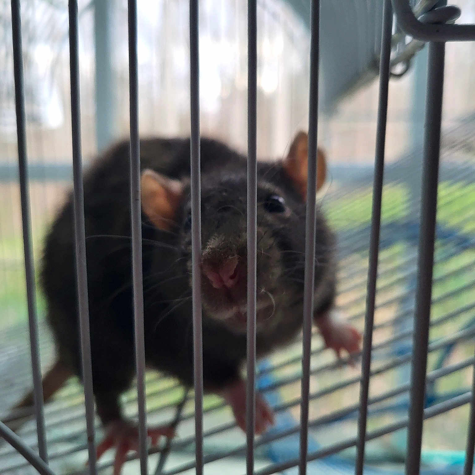 Rexx The Rat