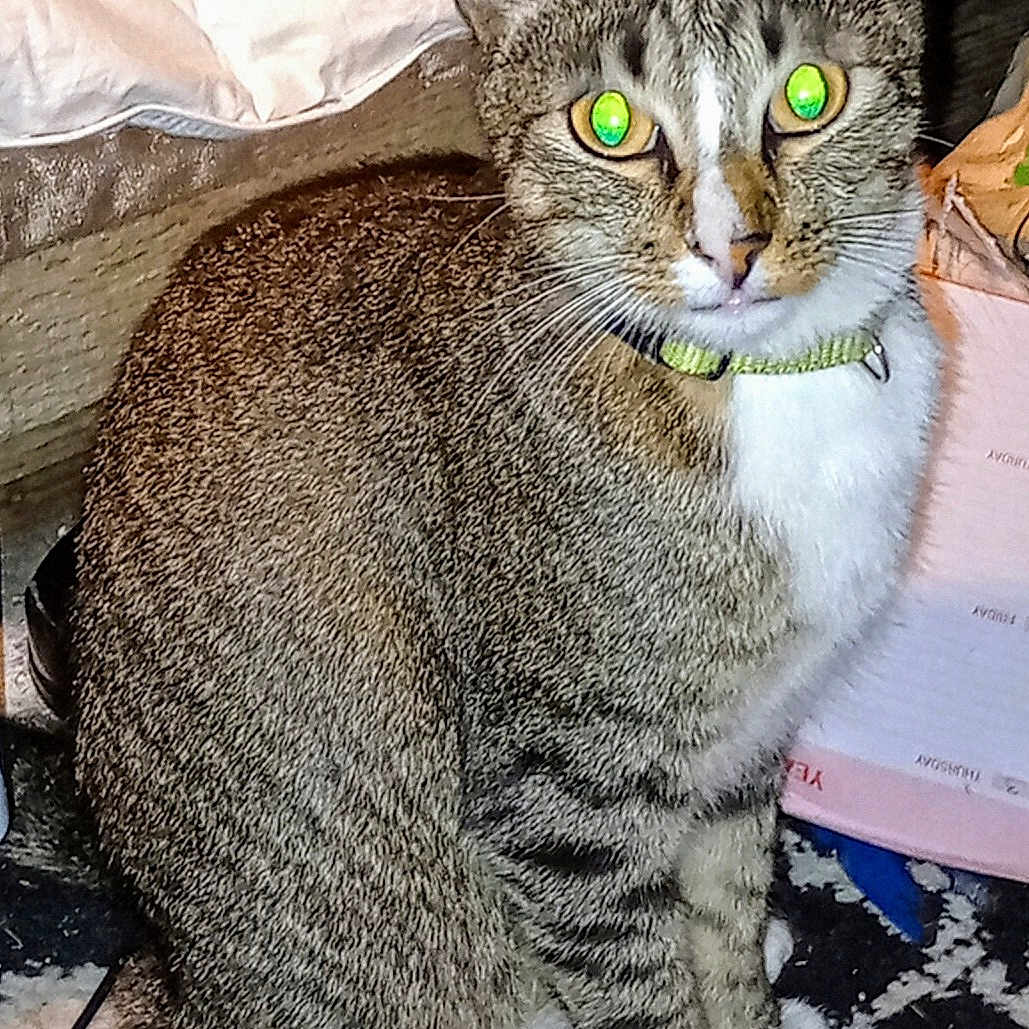 Nez