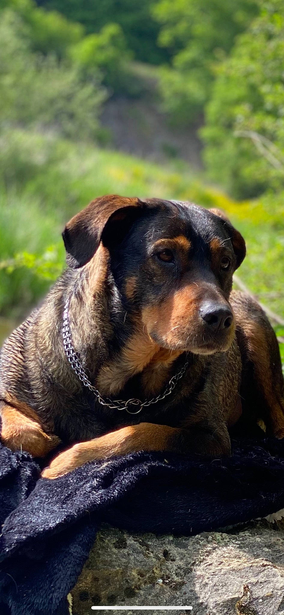 Django participe au concours pour gagner de l'argent avec cette photo : canidae, carnivore, collar, companion_dog, dog, dog_breed, fawn, fur, grass, guard_dog, hunting_dog, plant, rottweiler, snout, sporting_group, terrestrial_animal, whiskers, wildlife, working_animal, working_dog