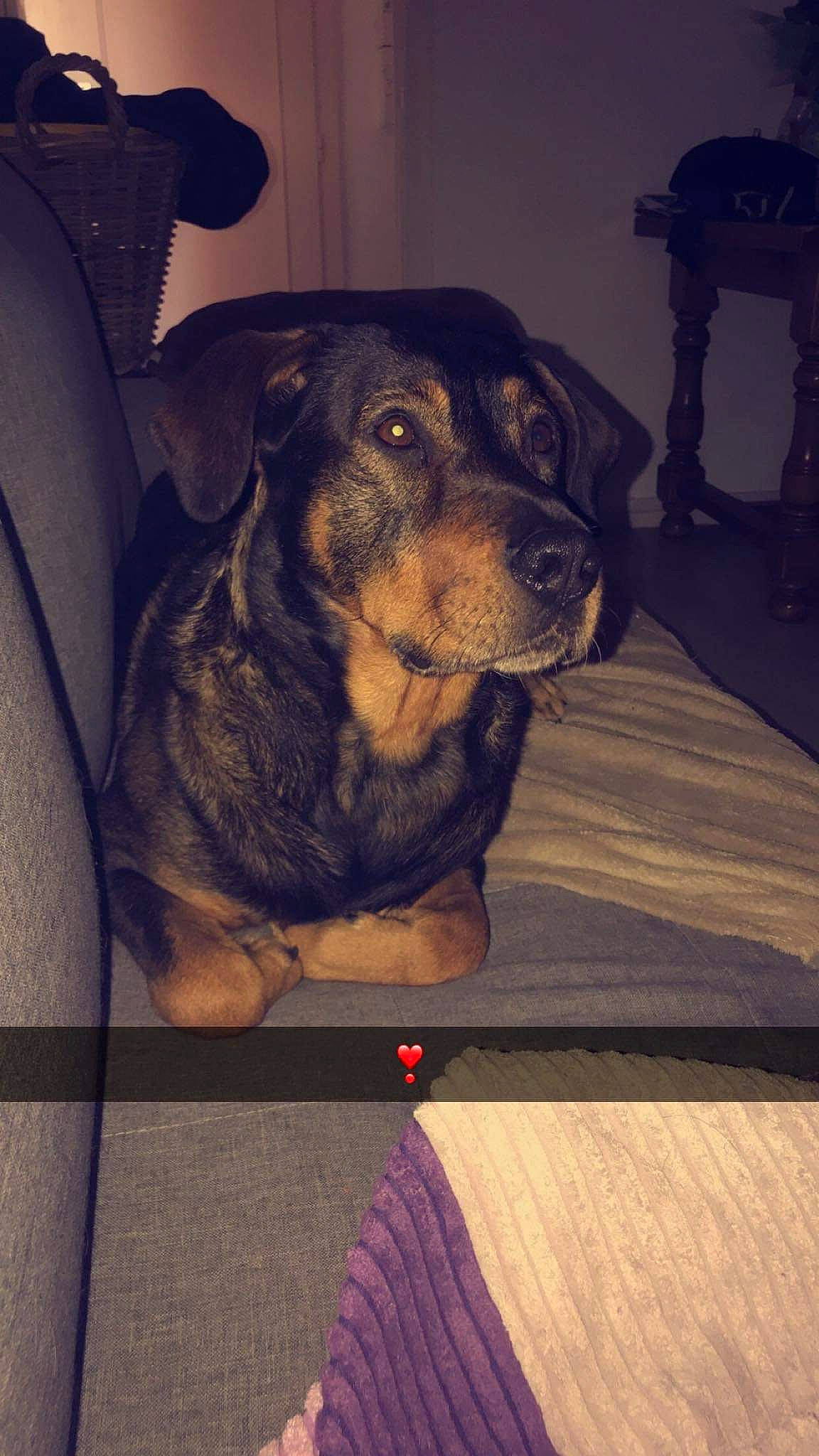 Django a rejoint le concours — aidez-le/la à gagner de superbes lots ! carnivore, comfort, companion_dog, dog, dog_breed, floor, flooring, fur, guard_dog, hardwood, puppy, rottweiler, snout, tints_and_shades, toy_dog, whiskers, wood, wood_flooring, working_animal, working_dog