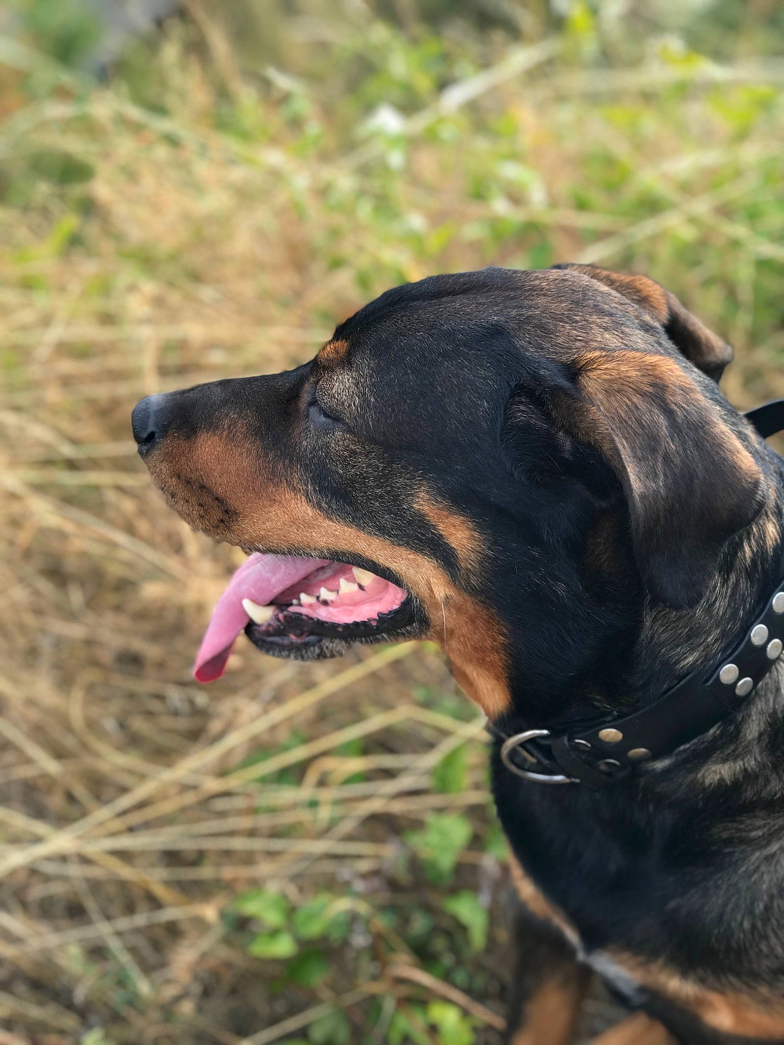 Django participe au concours pour gagner de l'argent avec cette photo : canidae, carnivore, collar, companion_dog, dog, dog_breed, dog_collar, fawn, grass, guard_dog, hound, leash, liver, montenegrin_mountain_hound, scent_hound, sporting_group, terrestrial_animal, whiskers, working_animal, yawn