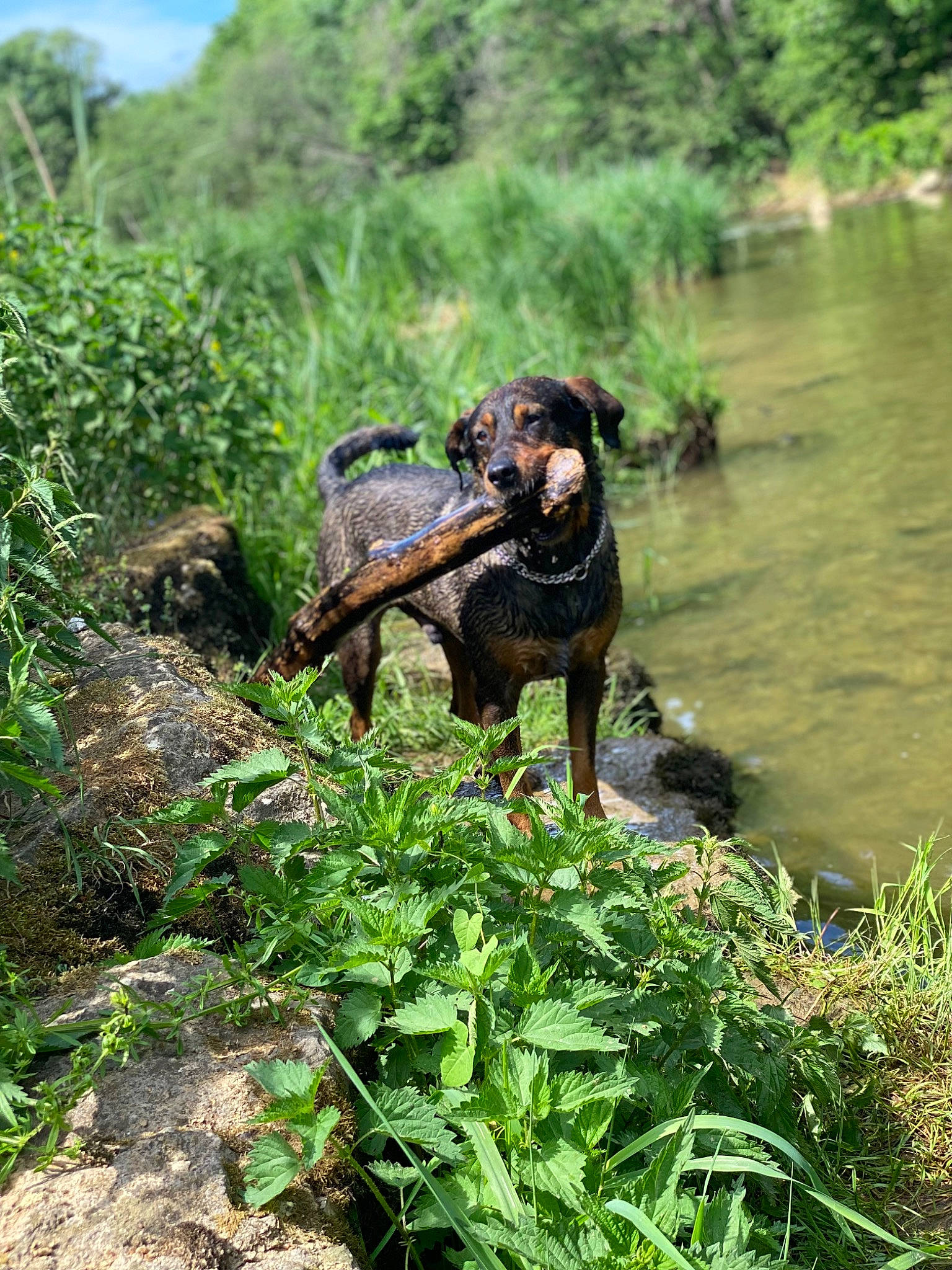 Django participe au concours pour gagner de l'argent avec cette photo : canidae, carnivore, companion_dog, dog, dog_breed, fawn, forest, grass, groundcover, jungle, liver, natural_landscape, plant, terrestrial_animal, terrestrial_plant, tree, water, wetland, wildlife, working_animal