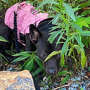 Lexi Lou is registered to the contest to win money with this photo: dog, black_dog, pink_harness, pet, animal, outdoor, garden, foliage, plants, leaves, greenery, gravel, brick, stone, leash, harness, crouching, looking_at_camera, portrait, nature