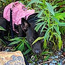 dog, black_dog, pink_harness, pet, animal, outdoor, garden, foliage, plants, leaves, greenery, gravel, brick, stone, leash, harness, crouching, looking_at_camera, portrait, nature