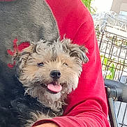 Sassy joined the competition — help win amazing prizes! animal, cage, close_up, companion, cozy, cute, dog, domestic_animal, fluffy, friendly, fur, happy, outdoor, person_arm, pet, red_sleeve, resting, small_dog, smiling, tongue_out