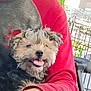 animal, cage, close_up, companion, cozy, cute, dog, domestic_animal, fluffy, friendly, fur, happy, outdoor, person_arm, pet, red_sleeve, resting, small_dog, smiling, tongue_out