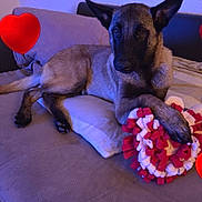 Macho a rejoint le concours — aidez-le/la à gagner de superbes lots ! dog, couch, pillow, plush_toy, heart_shape, indoor, pet, animal, relaxed, brown_fur, ears, paw, fabric, love, cozy, resting, home, cute, comfort, friendship