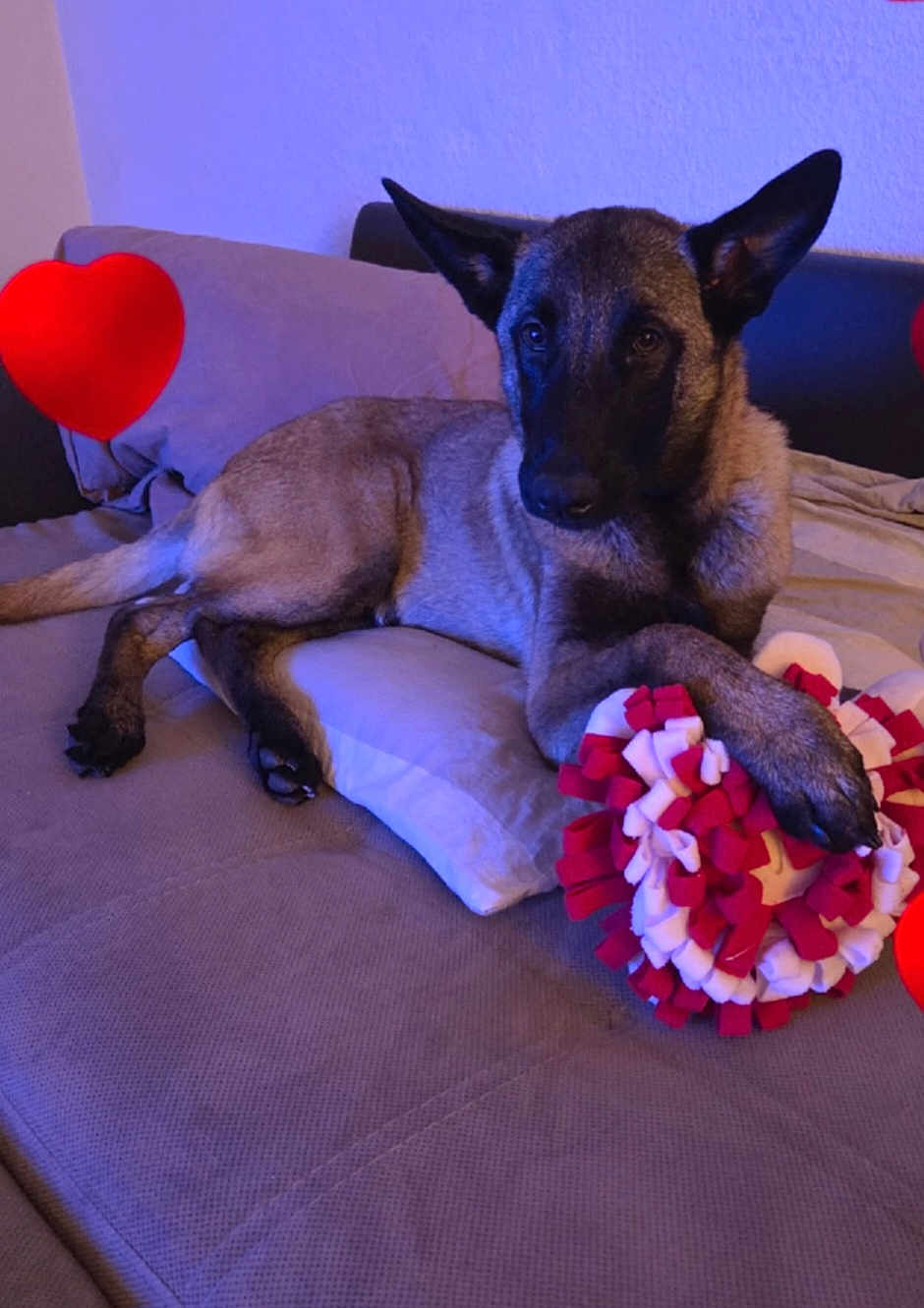 Macho a rejoint le concours — aidez-le/la à gagner de superbes lots ! dog, couch, pillow, plush_toy, heart_shape, indoor, pet, animal, relaxed, brown_fur, ears, paw, fabric, love, cozy, resting, home, cute, comfort, friendship