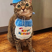 Comet joined the competition — help win amazing prizes! animal, bib, birthday, cat, celebration, closeup, costume, curious, cute, domestic_cat, feline, festive, hat, indoor, party_hat, pet, sitting, tabby, wide_eyes, wooden_floor