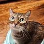 Comet joined the competition — help win amazing prizes! animal, blue_bowl, bowl, cat, curious, cute, domestic_cat, ears, feline, floor, household, indoor, looking_up, pet, sitting, small, tabby, whiskers, wide_eyes, wooden_floor