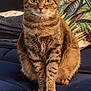 Comet is registered to the contest to win money with this photo: alert, animal, blanket, blue_couch, cat, closeup, couch, cozy, cute, domestic_animal, feline, fur, household, indoor, pet, pillow, sitting, tabby, tropical_pattern, whiskers