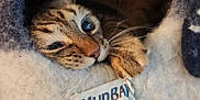 Comet is registered to the contest to win money with this photo: animal, cat, closeup, cozy, curious, cushion, cute, feline, fur, home, indoor, paw, pet_bed, relaxed, resting, sleepy, snug, soft, tabby, whiskers