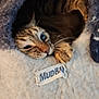 animal, cat, closeup, cozy, curious, cushion, cute, feline, fur, home, indoor, paw, pet_bed, relaxed, resting, sleepy, snug, soft, tabby, whiskers