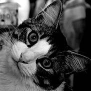 Razmo participe au concours pour gagner de l'argent avec cette photo : cat, feline, pet, portrait, close_up, whiskers, eyes, ear, black_and_white, monochrome, fur, domestic_cat, indoor, curious, face, tilted_head, cute, macro, sitting, animal