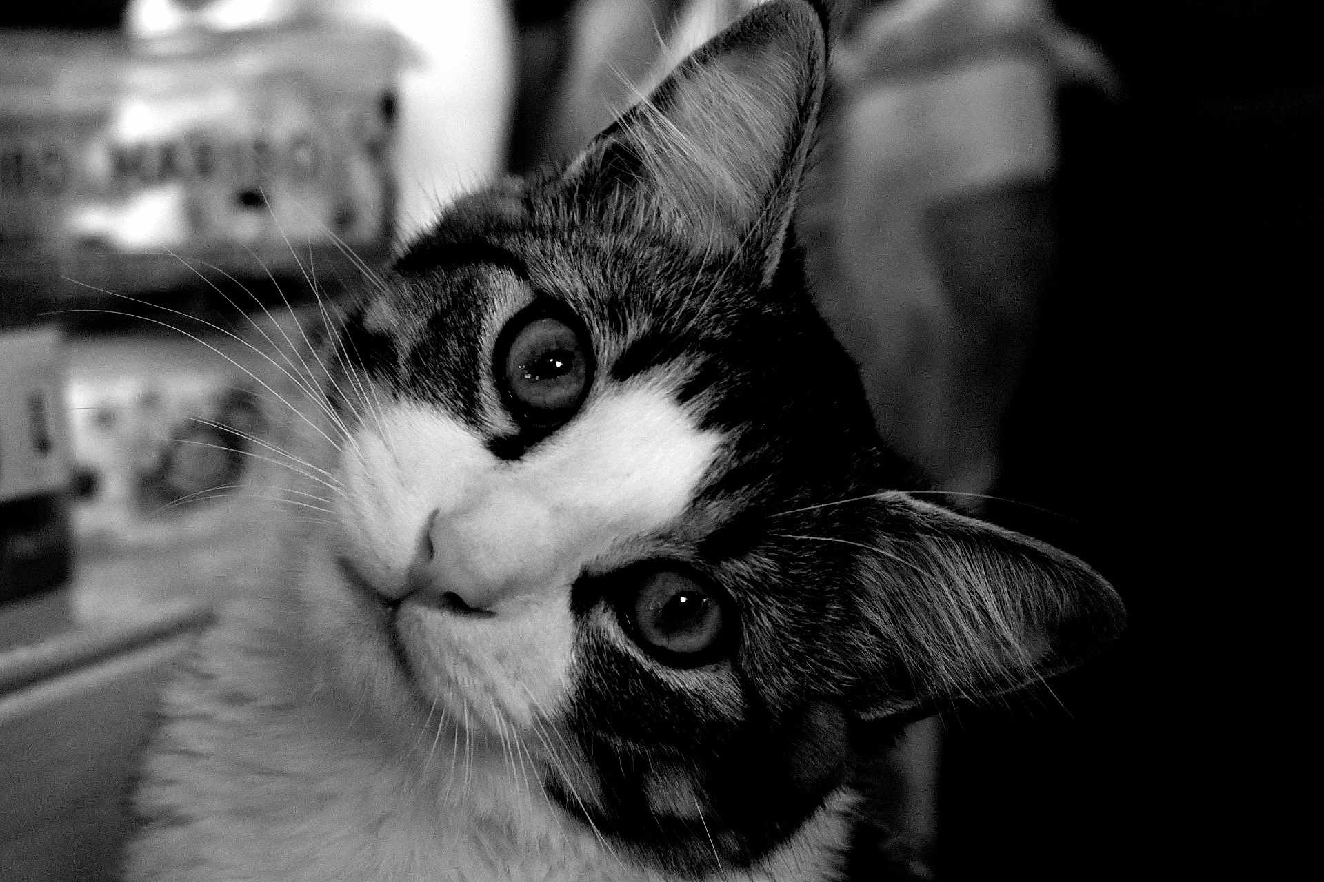 Razmo participe au concours pour gagner de l'argent avec cette photo : cat, feline, pet, portrait, close_up, whiskers, eyes, ear, black_and_white, monochrome, fur, domestic_cat, indoor, curious, face, tilted_head, cute, macro, sitting, animal