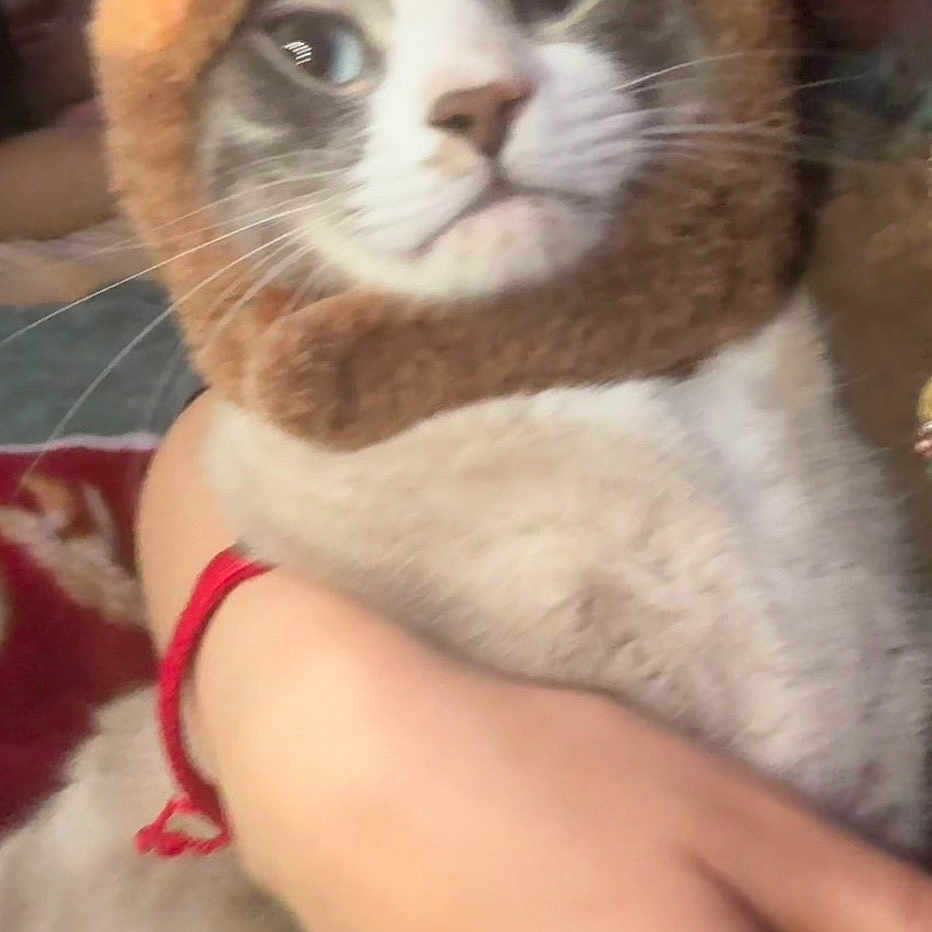 Nimbus