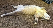 Nimbus is registered to the contest to win money with this photo: cat, carpet, indoor, relaxed, stretching, pet, fur, animal, mammal, whiskers, paws, sleepy, domestic, cute, feline, playful, cozy, patterned, tunnel, resting