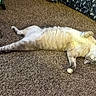 cat, carpet, indoor, relaxed, stretching, pet, fur, animal, mammal, whiskers, paws, sleepy, domestic, cute, feline, playful, cozy, patterned, tunnel, resting