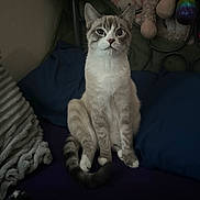Nimbus is registered to the contest to win money with this photo: cat, pet, indoor, bed, pillow, stuffed_animal, fur, animal, cute, curious, sitting, whiskers, tail, striped, tabby, cozy, resting, domestic_cat, feline, soft