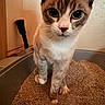 Nimbus joined the competition — help win amazing prizes! cat, indoor, litter_box, curious, pet, animal, feline, closeup, whiskers, ears, floor, paw, eyes, brown, white, domestic, cute, looking, young, fur