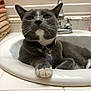 cat, gray_cat, white_paws, sink, bathroom, faucet, tiled_counter, towels, collar, pet_tag, whiskers, relaxed, indoor, domestic_cat, animal, fur, paw, closeup, portrait, curious
