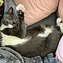 Aries is registered to the contest to win money with this photo: cat, sleeping, gray_cat, white_fur, paw, blanket, pillow, cozy, indoor, pet, cute, relaxed, fur, whiskers, bed, domestic_cat, resting, animal, feline, soft