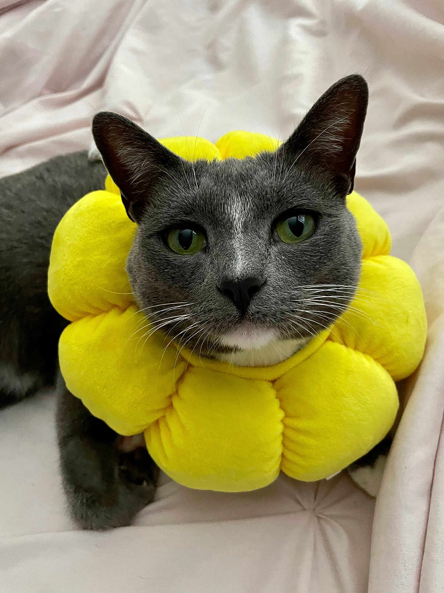 Aries is registered to the contest to win money with this photo: cat, gray_cat, yellow_collar, plush_collar, flower_collar, pet, animal, feline, whiskers, ears, green_eyes, lying_down, blanket, soft_texture, indoor, cute, close_up, portrait, domestic_animal, resting