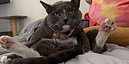 Aries joined the competition — help win amazing prizes! cat, grey_cat, white_paws, pink_paw_pads, sitting, bed, bedding, plush_toy, indoor, pet, cute, funny_pose, relaxed, whiskers, collar, tag, feline, soft, cozy, animal