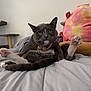 cat, grey_cat, white_paws, pink_paw_pads, sitting, bed, bedding, plush_toy, indoor, pet, cute, funny_pose, relaxed, whiskers, collar, tag, feline, soft, cozy, animal