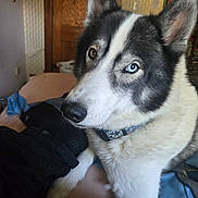 Coco joined the competition — help win amazing prizes! animal, bed, bedroom, black_and_white, blue_eye, brown_eye, canine, close_up, collar, dog, ears, fluffy, heterochromia, husky, indoors, muzzle, nose, pet, portrait, siberian_husky