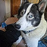 animal, bed, bedroom, black_and_white, blue_eye, brown_eye, canine, close_up, collar, dog, ears, fluffy, heterochromia, husky, indoors, muzzle, nose, pet, portrait, siberian_husky
