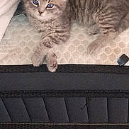 Smokey is registered to the contest to win money with this photo: kitten, cat, gray_tabby, mattress, indoor, pet, feline, fur, whiskers, paws, resting, cute, animal, young, sleepy, home, cozy, closeup, texture, curious