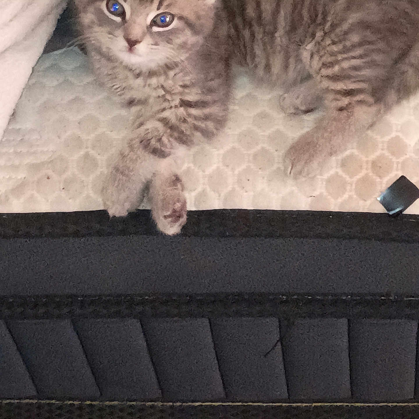 Smokey is registered to the contest to win money with this photo: animal, cat, closeup, cozy, curious, cute, feline, fur, gray_tabby, home, indoor, kitten, mattress, paws, pet, resting, sleepy, texture, whiskers, young