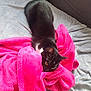 Tokyo participe au concours pour gagner de l'argent avec cette photo : cat, black_cat, white_markings, blanket, pink_blanket, gray_couch, indoor, pet, feline, cozy, resting, curious, fur, whiskers, animal, soft_texture, close_up, domestic_animal, relaxing, yellow_eyes
