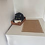 cat, black_and_white_cat, crate, white_cabinet, yellow_eyes, indoor, minimalistic, wall, mat, pet, feline, curious, small_box, domestic_animal, resting, wooden_crate, fur, corner, looking, household