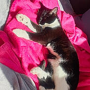 Tokyo a rejoint le concours — aidez-le/la à gagner de superbes lots ! cat, black_and_white, sleeping, blanket, pink, cozy, sunlight, indoor, pet, animal, fur, paw, relaxed, resting, cute, soft, home, comfort, nap, feline