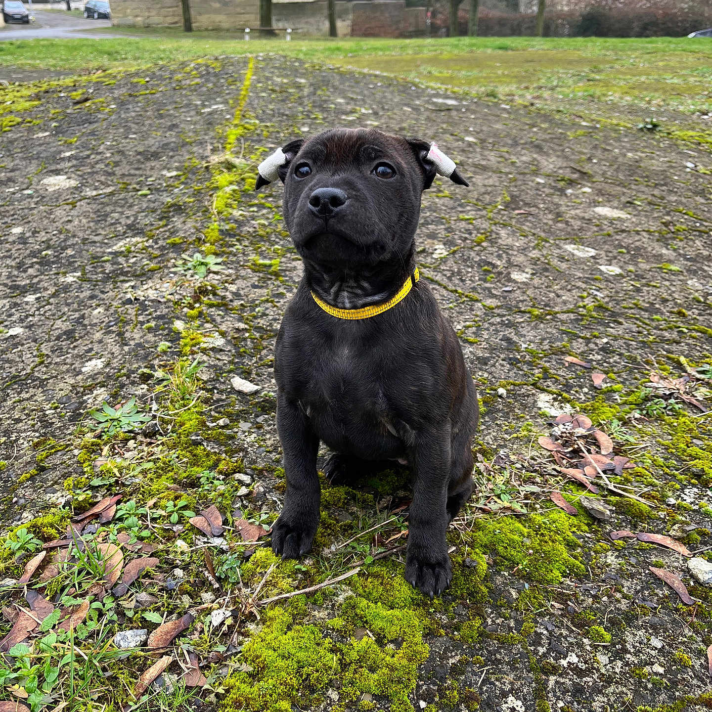 Vénus participe au concours pour gagner de l'argent avec cette photo : animal, boxer, bulldog, canine, car, dog, frenchbulldog, grass, labradorretriever, moss, outdoors, pet, pitbull, plant, pug, puppy, soil, transportation, tree, vehicle