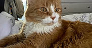 Mufasa is registered to the contest to win money with this photo: cat, orange_cat, white_fur, fluffy, bed, bedding, indoor, furniture, dresser, doorway, natural_light, pet, animal, relaxing, cozy, looking_away, whiskers, ears, close_up, domestic_cat