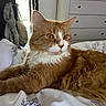cat, orange_cat, white_fur, fluffy, bed, bedding, indoor, furniture, dresser, doorway, natural_light, pet, animal, relaxing, cozy, looking_away, whiskers, ears, close_up, domestic_cat