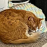 Mufasa is registered to the contest to win money with this photo: cat, orange_cat, sleeping, curled_up, carpet, knitted_blanket, cozy, indoor, pet, fur, resting, domestic_animal, feline, white_markings, tail, quiet, home, basket, appliance, relaxation