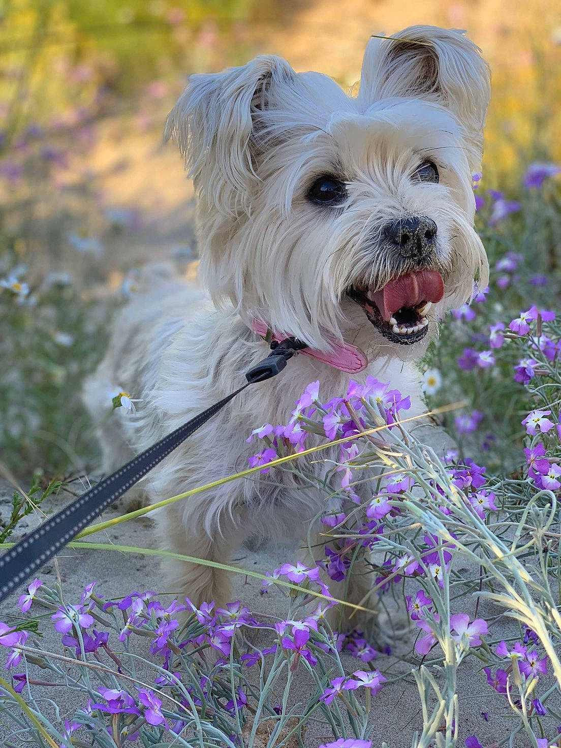 Hella participe au concours pour gagner de l'argent avec cette photo : annual_plant, carnivore, collar, companion_dog, dog, dog_breed, dog_supply, fawn, flower, grass, herbaceous_plant, paint, petal, plant, small_terrier, sporting_group, spring, terrier, toy_dog, working_animal