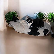 Paco participe au concours pour gagner de l'argent avec cette photo : cat, black_and_white, plush_cushion, cow_pattern, indoor, potted_plants, green_plants, floor, relaxed, resting, animal, pet, cozy, home_decor, quiet, soft, feline, cute, comfort, still_life