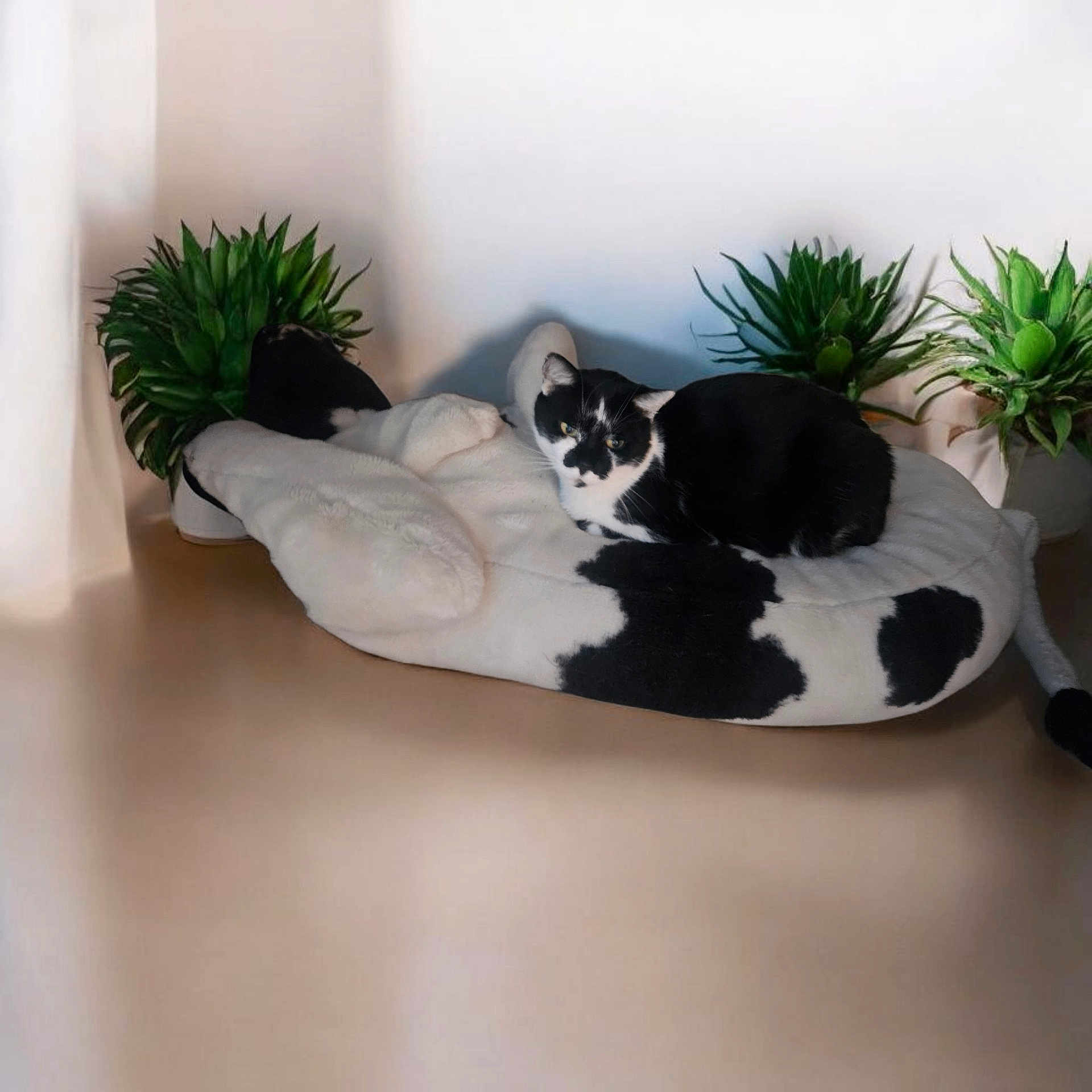 Paco participe au concours pour gagner de l'argent avec cette photo : cat, black_and_white, plush_cushion, cow_pattern, indoor, potted_plants, green_plants, floor, relaxed, resting, animal, pet, cozy, home_decor, quiet, soft, feline, cute, comfort, still_life
