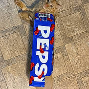 Paprika joined the competition — help win amazing prizes! animal, box, cardboard, cat, curiosity, curious, cute, domestic_cat, feline, floor, funny, head, indoor, orange_cat, pepsi, pet, playful, tail, tile_floor, whiskers