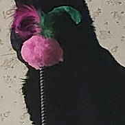 Georgie is registered to the contest to win money with this photo: animal, background, black_cat, cat, closeup, domestic_cat, ears, feline, floral_pattern, fluffy_toy, green, head, indoor, pet, pet_toy, pink, playful, side_view, toy, wallpaper