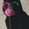 animal, background, black_cat, cat, closeup, domestic_cat, ears, feline, floral_pattern, fluffy_toy, green, head, indoor, pet, pet_toy, pink, playful, side_view, toy, wallpaper