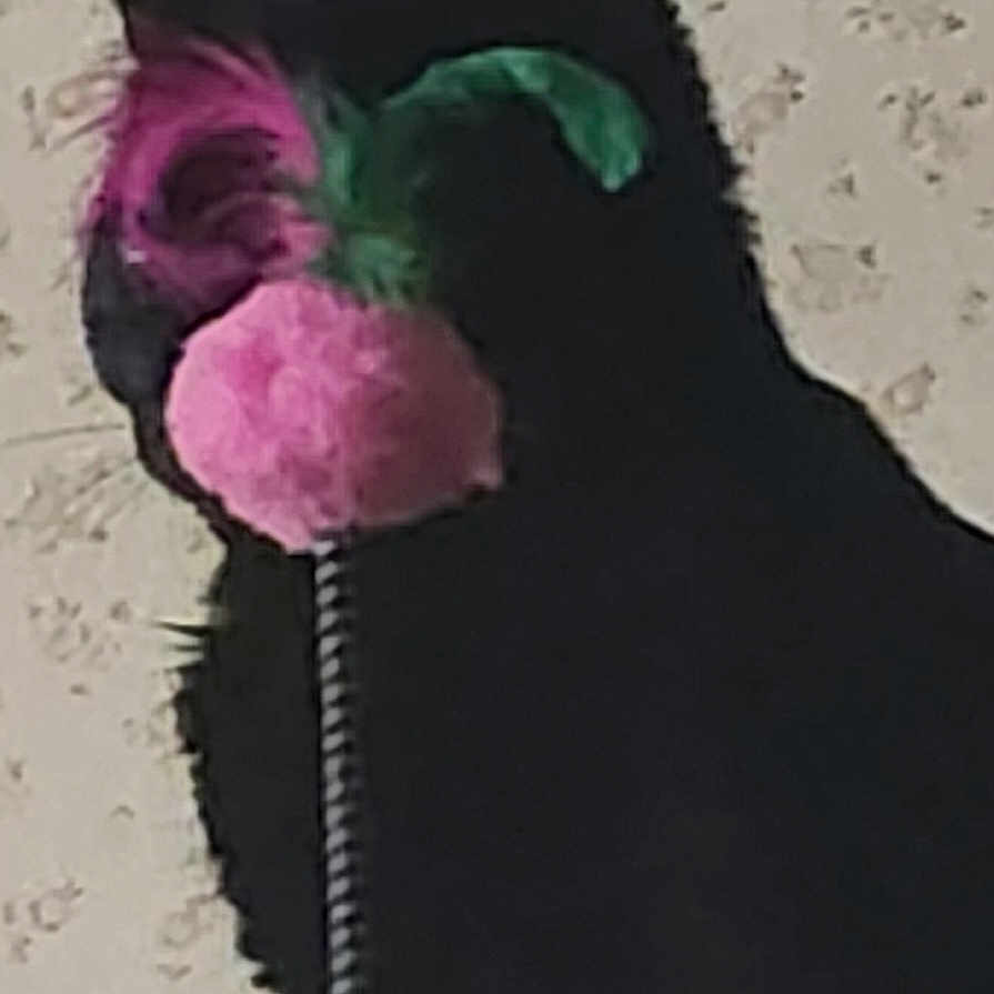 Georgie