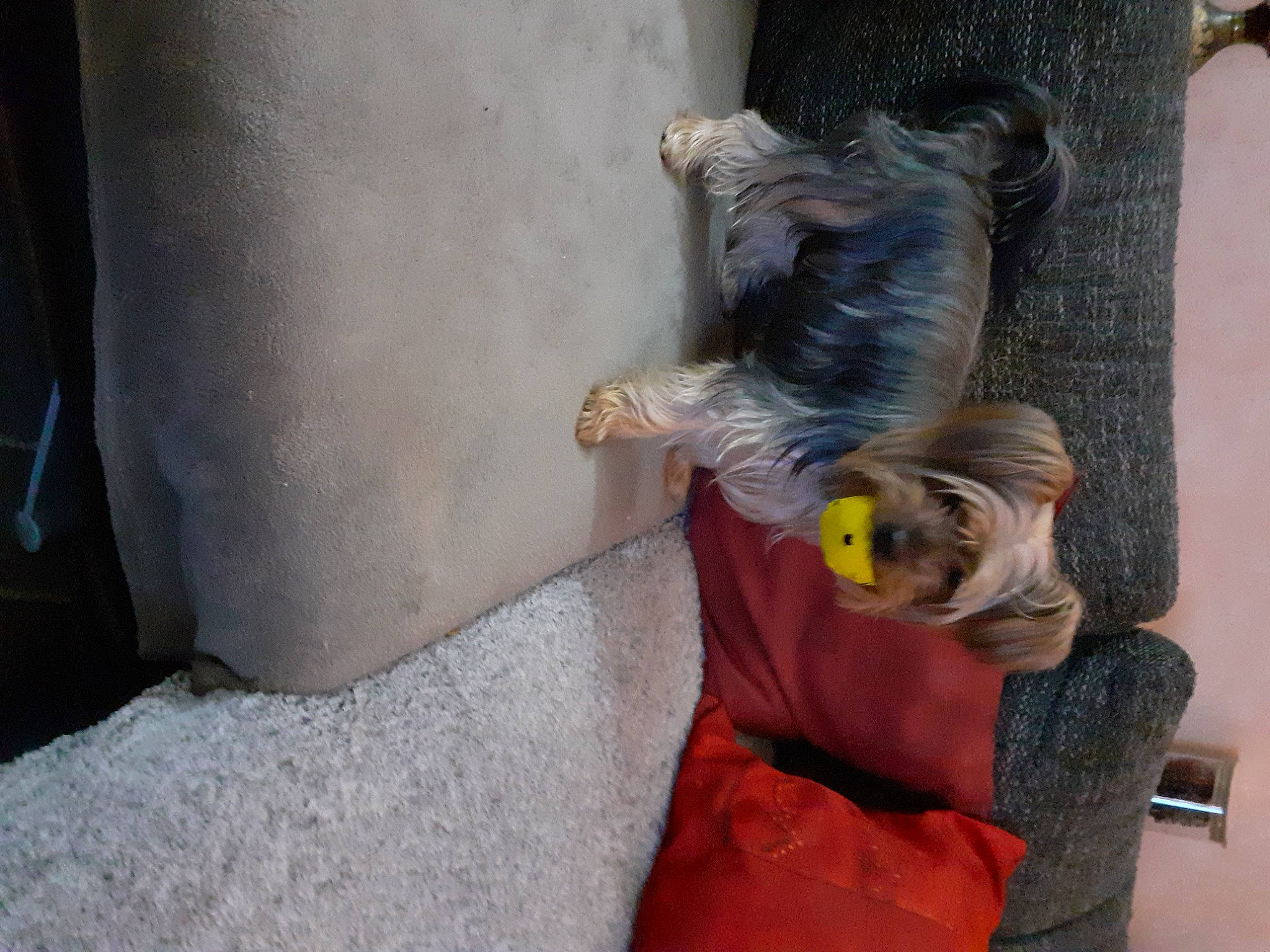 Kouki participe au concours pour gagner de l'argent avec cette photo : art, comfort, concrete, costume, fun, fur, leisure, sitting, sporting_group, statue, toy, tree, visual_arts, wood