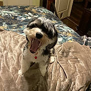Sassy joined the competition — help win amazing prizes! dog, pet, bed, blanket, indoor, fur, collar, yawning, mouth_open, cute, animal, canine, furry, cozy, home, comfort, sleepy, resting, bedroom, domestic
